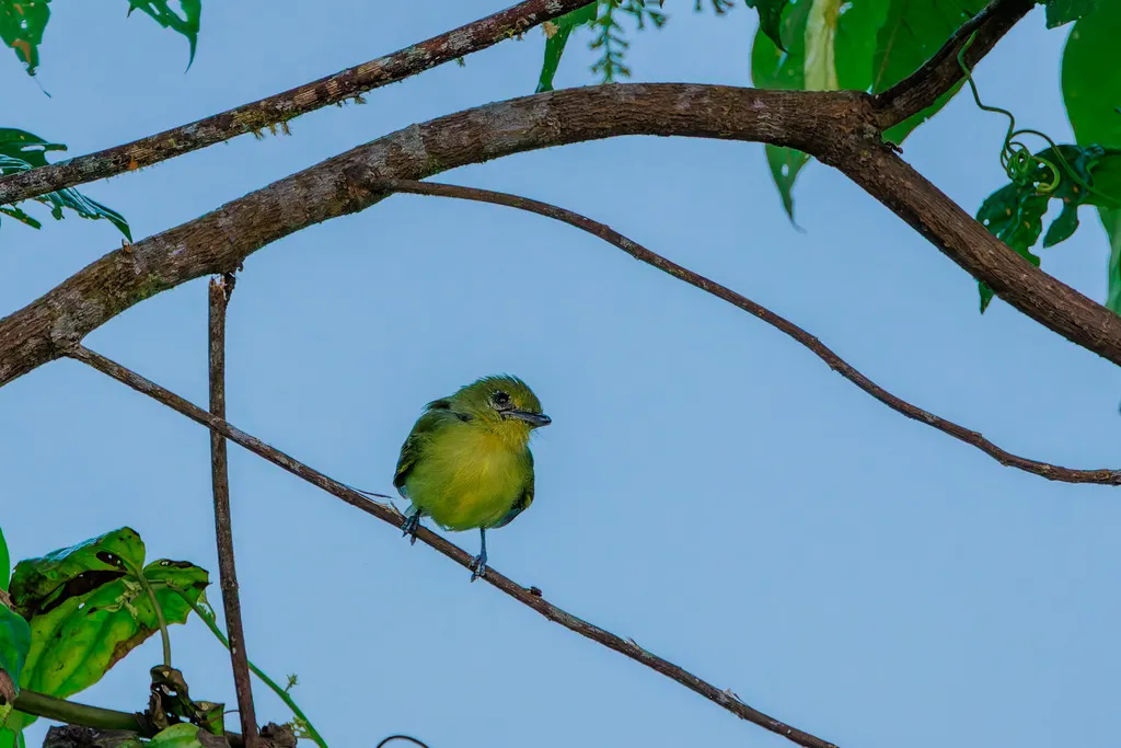 绿脸霸鹟(Tolmomyias viridiceps)