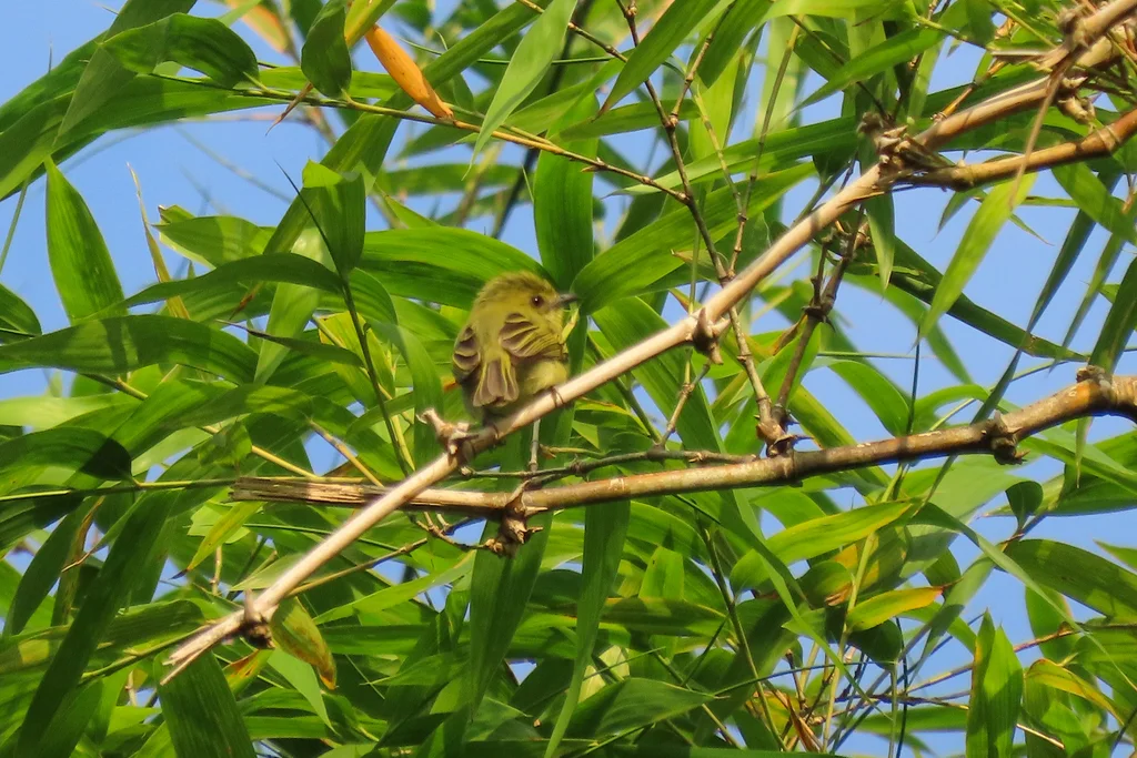 绿脸霸鹟(Tolmomyias viridiceps)