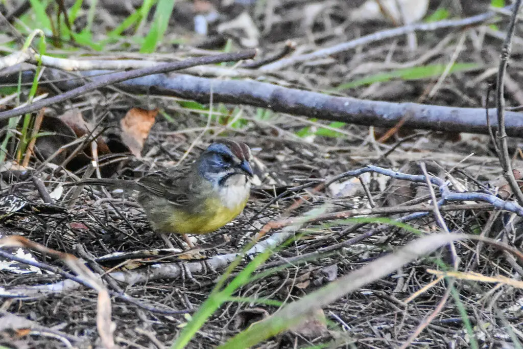 萨帕塔鹀(Torreornis inexpectata)