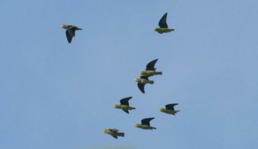 淡紫尾鹦哥(Touit batavicus)