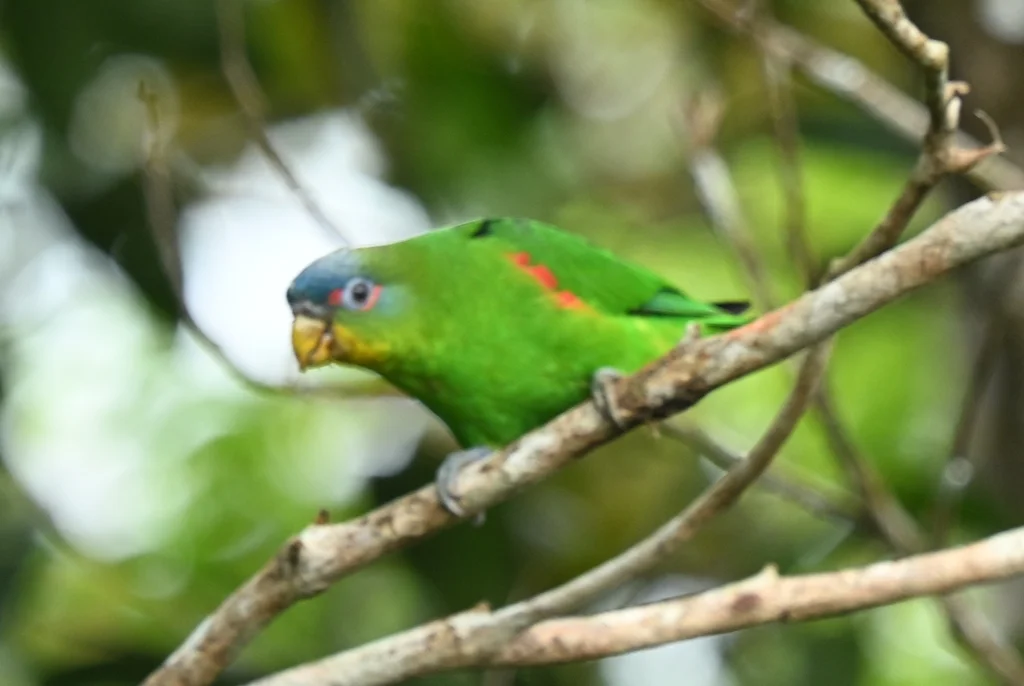 蓝额鹦哥(Touit dilectissimus)