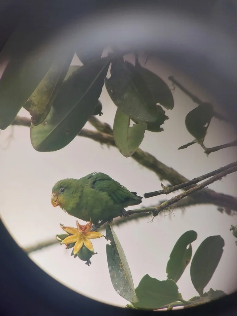 蓝额鹦哥(Touit dilectissimus)