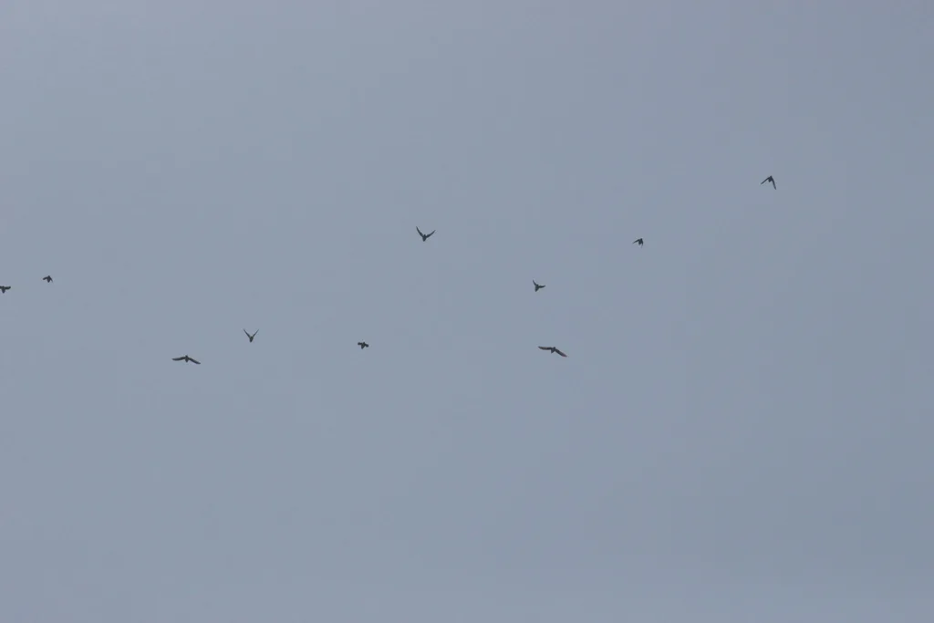 褐背鹦哥(Touit melanonotus)
