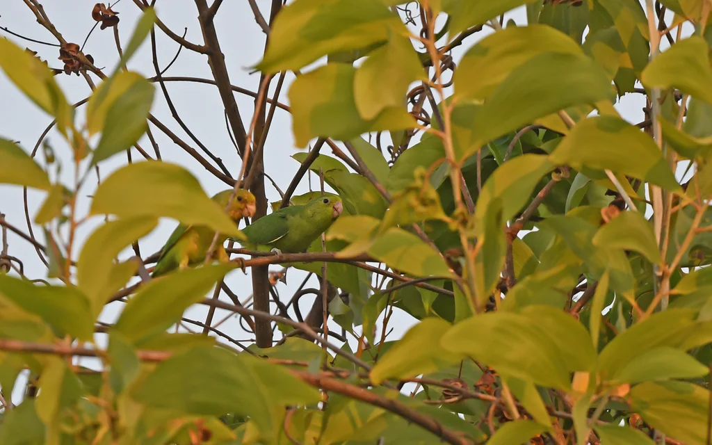 青腰鹦哥(Touit purpuratus)