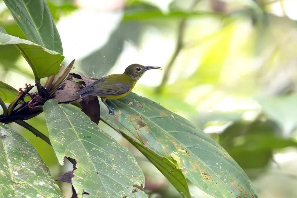 黄腹弯嘴吸蜜鸟(Toxorhamphus novaeguineae)