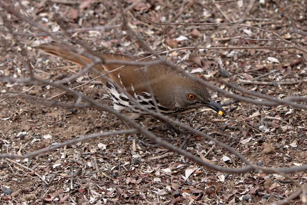 长弯嘴嘲鸫(Toxostoma longirostre)