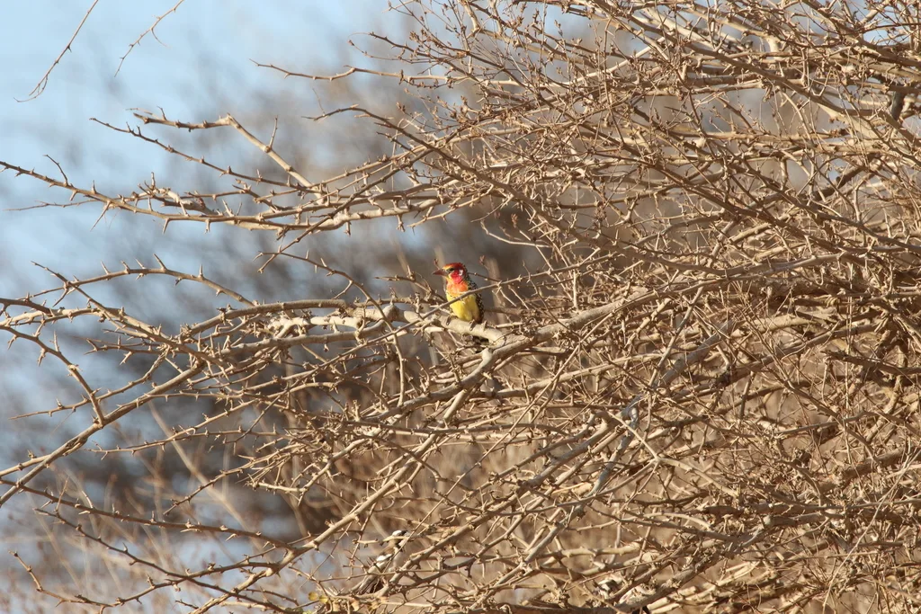 红黄拟啄木鸟(Trachyphonus erythrocephalus)