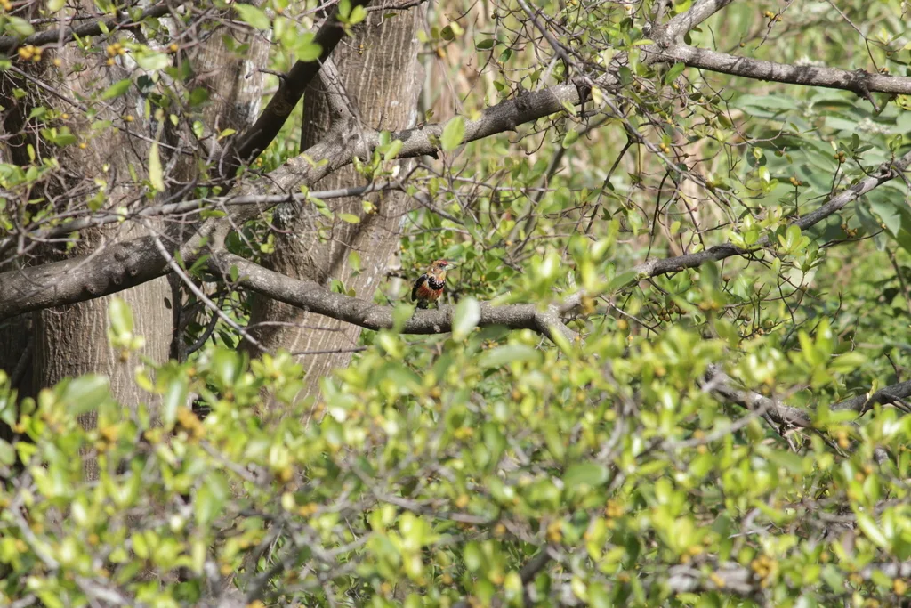 南非拟啄木鸟(Trachyphonus vaillantii)