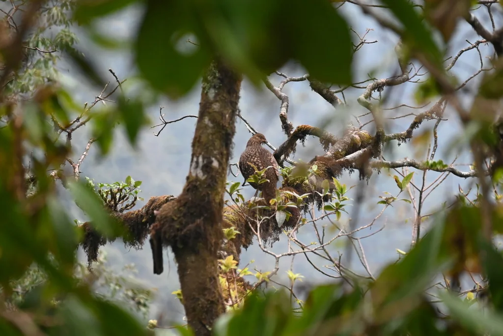 灰腹角雉(Tragopan blythii)