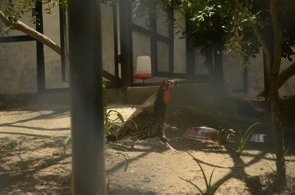 黑头角雉(Tragopan melanocephalus)