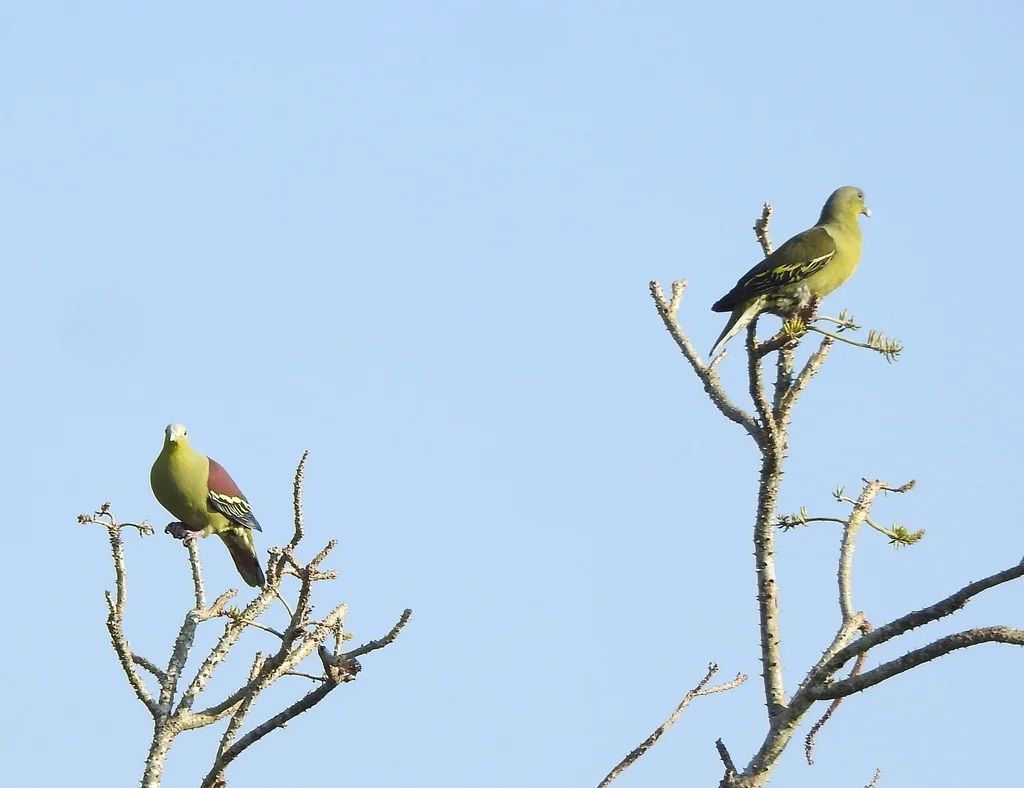 灰额绿鸠(Treron affinis)