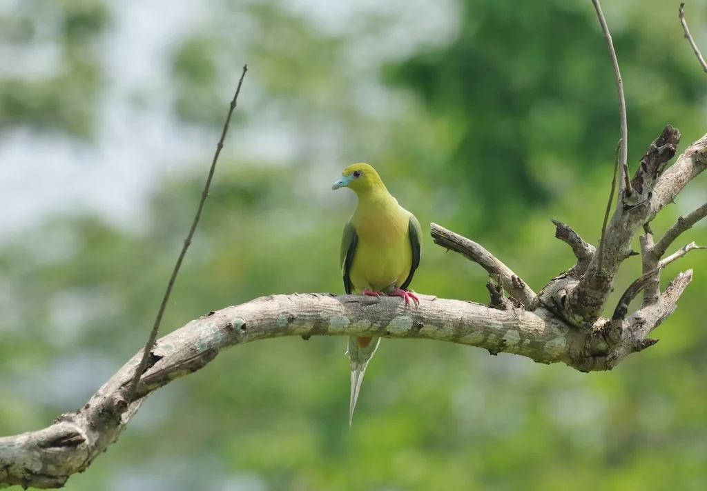 针尾绿鸠（Treron apicauda）