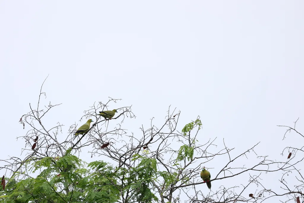 针尾绿鸠（Treron apicauda）