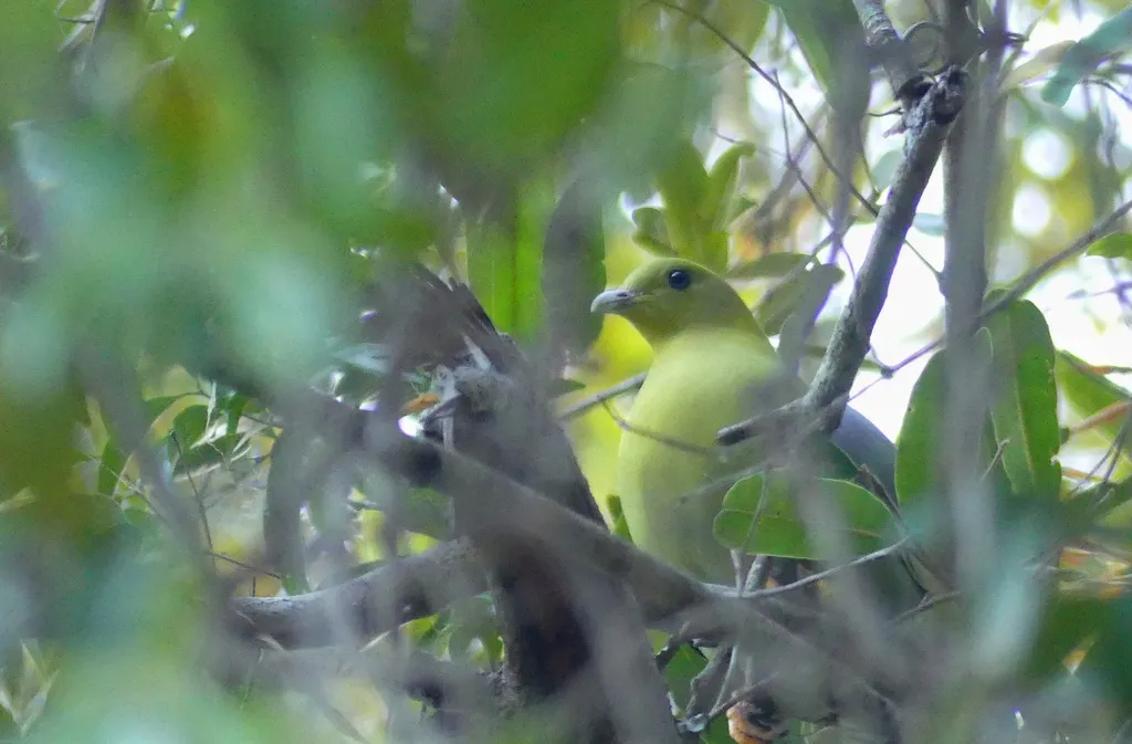 马岛绿鸠(Treron australis)