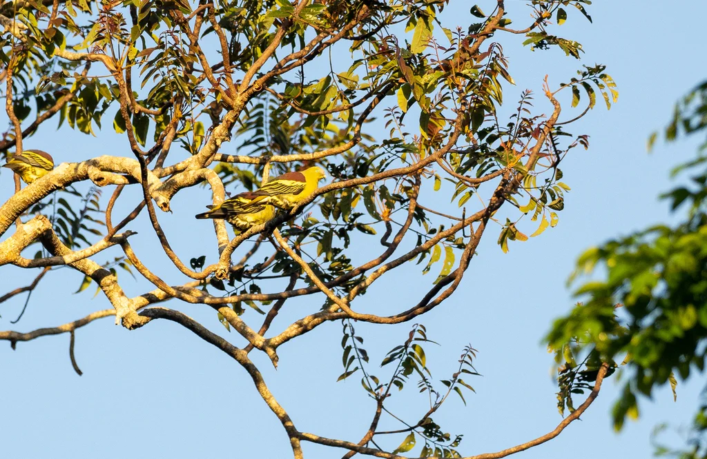 菲律宾绿鸠(Treron axillaris)