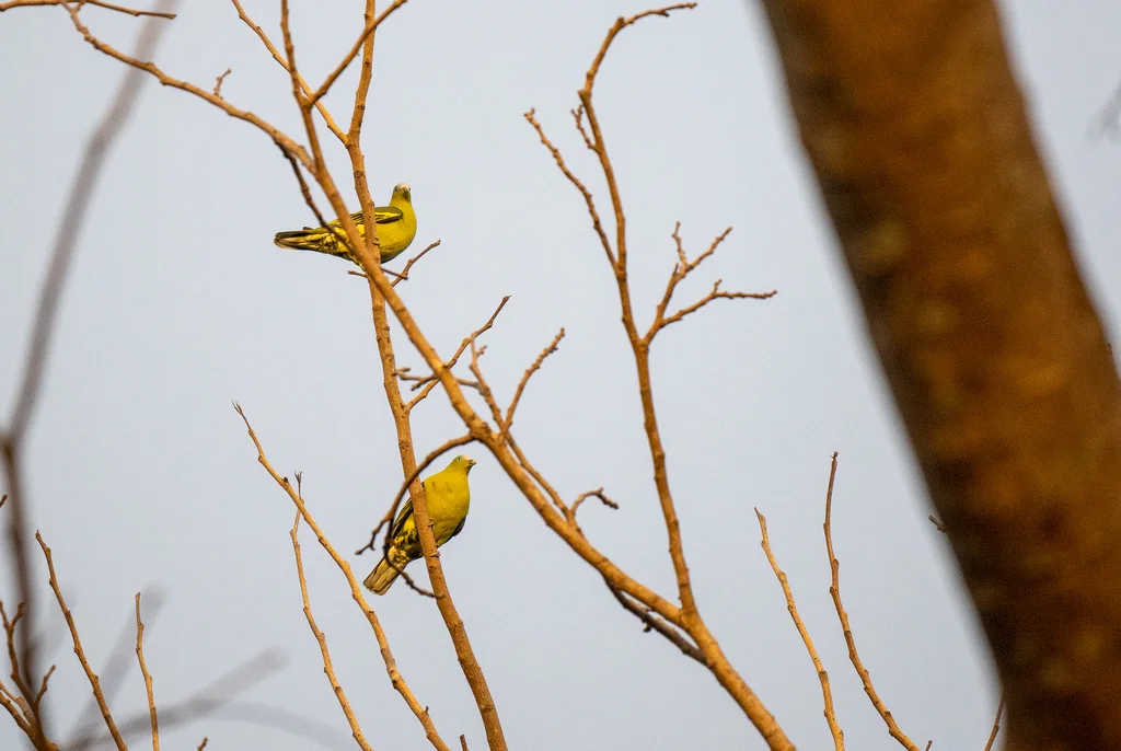 菲律宾绿鸠(Treron axillaris)