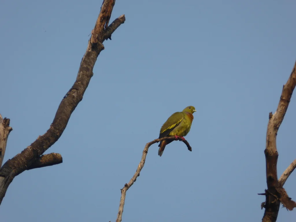 橙胸绿鸠(Treron bicinctus)
