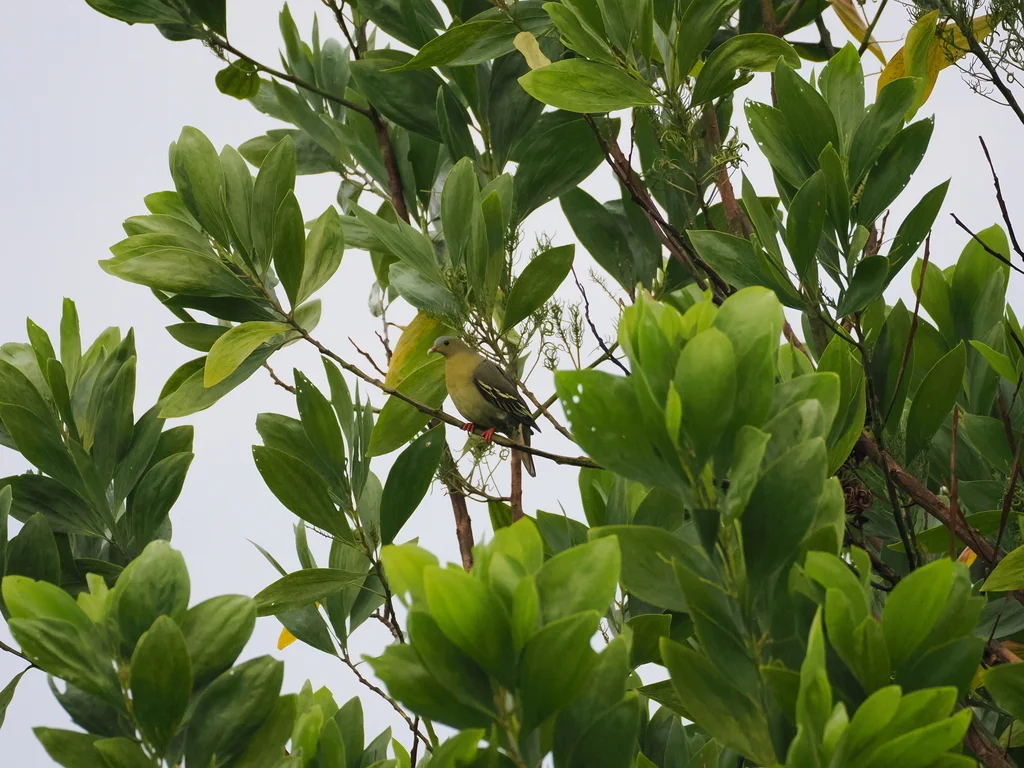棕头绿鸠(Treron fulvicollis)