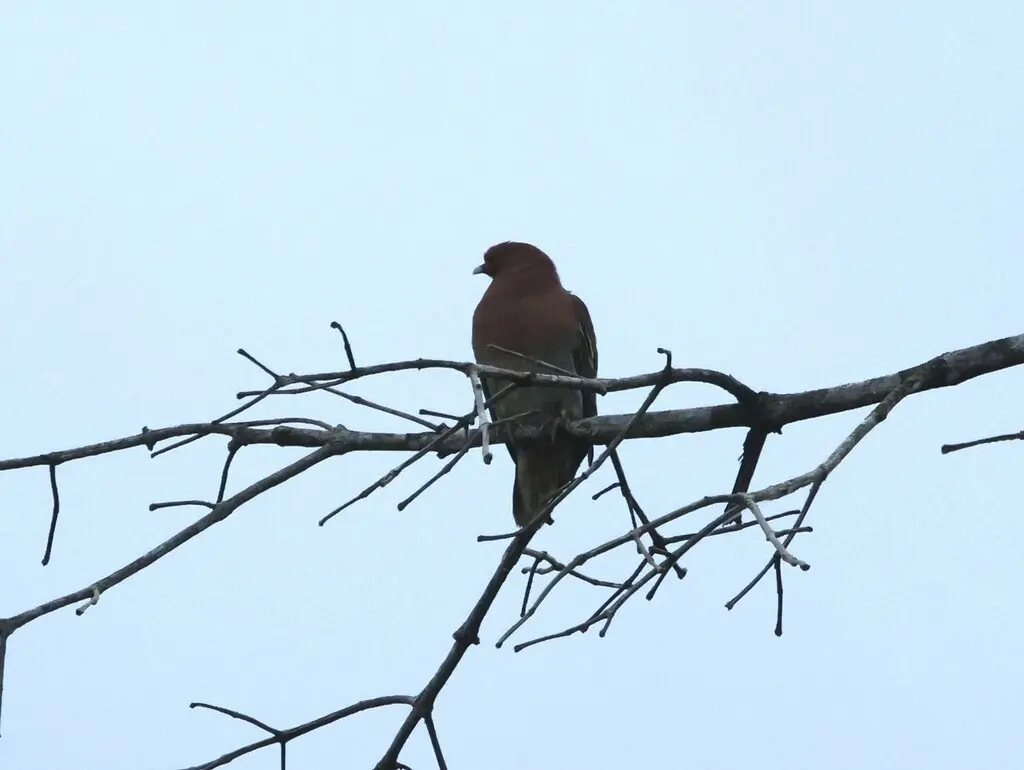 棕头绿鸠(Treron fulvicollis)
