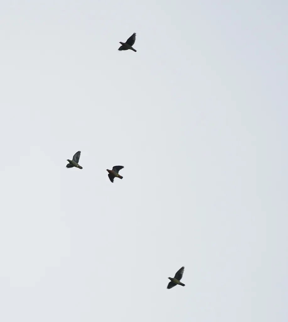 棕头绿鸠(Treron fulvicollis)