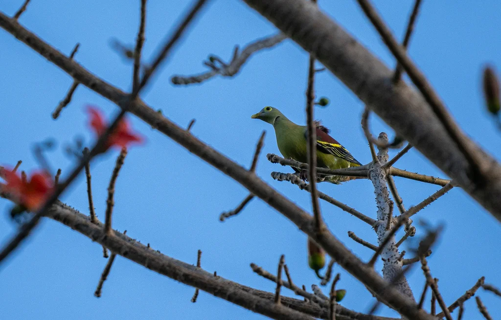 灰颊绿鸠(Treron griseicauda)