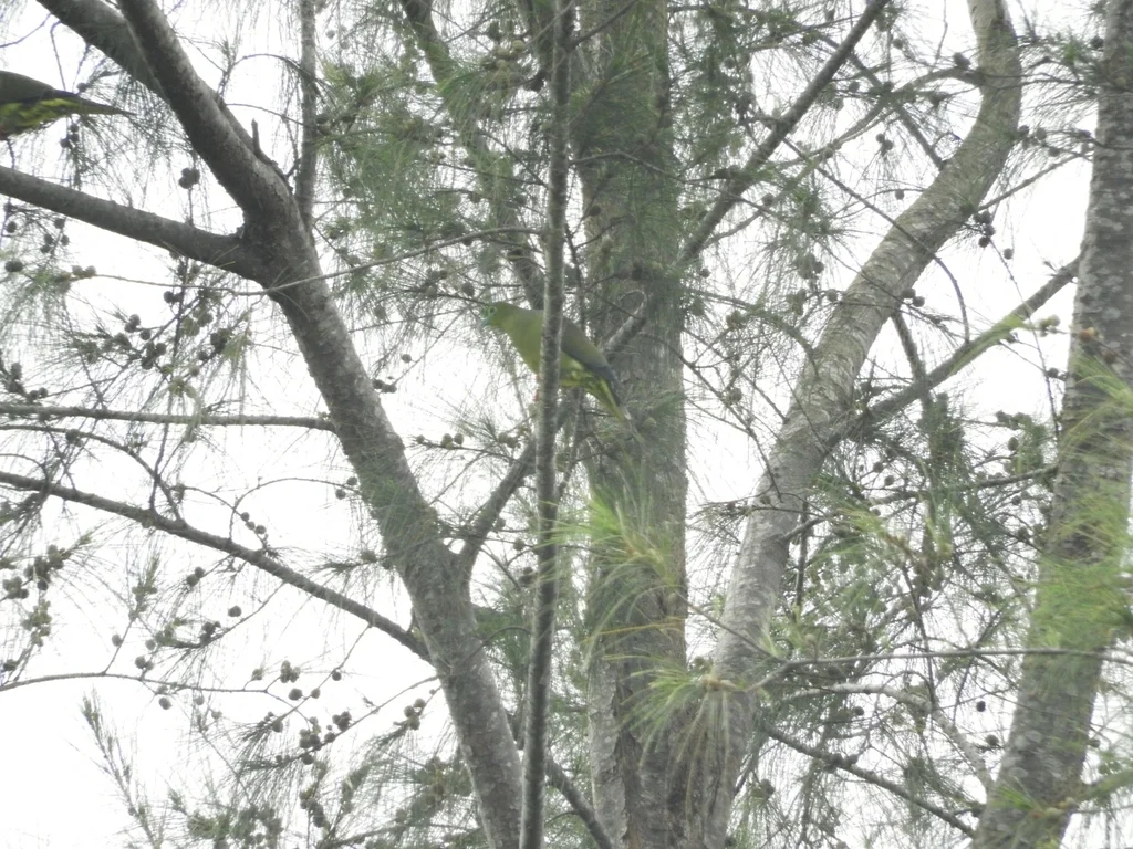黄腹针尾绿鸠(Treron oxyurus)