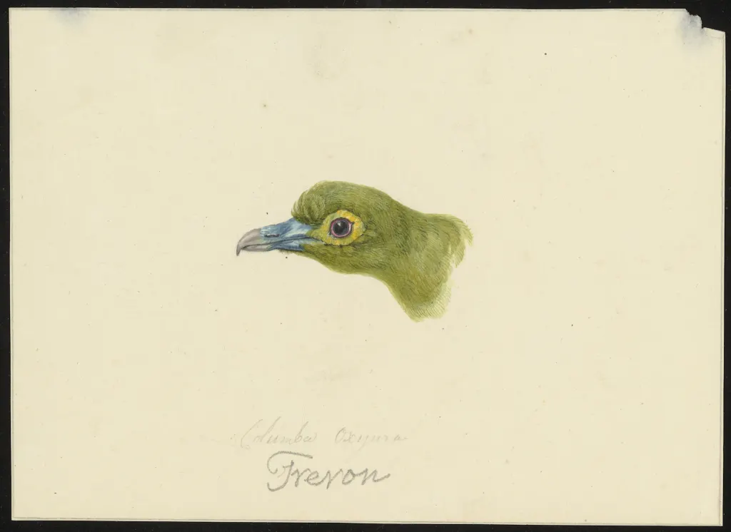 黄腹针尾绿鸠(Treron oxyurus)