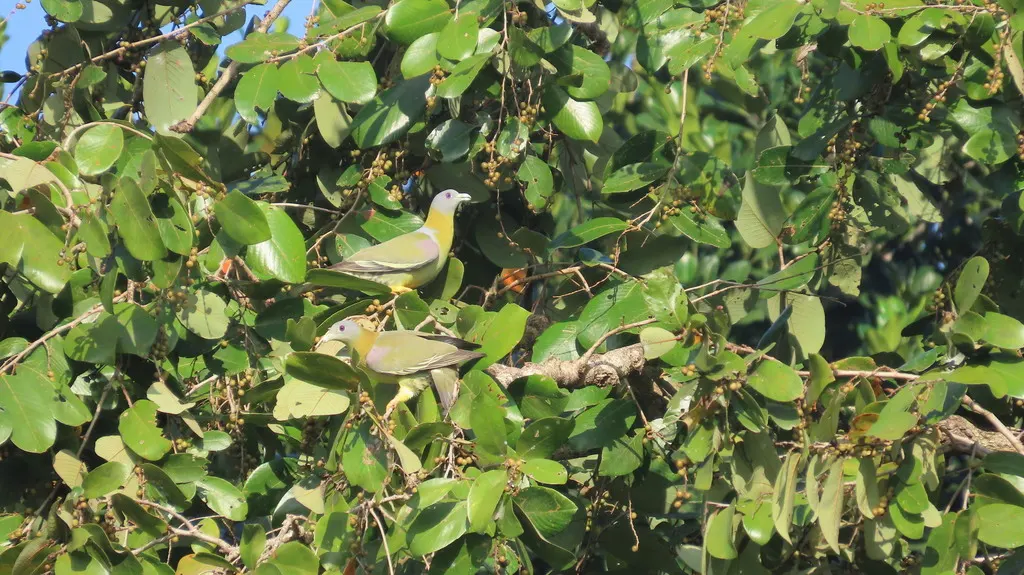 黄脚绿鸠(Treron phoenicopterus)