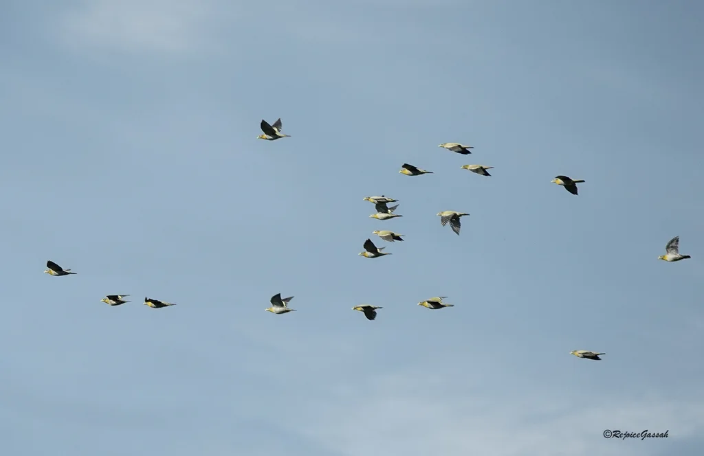 黄脚绿鸠(Treron phoenicopterus)