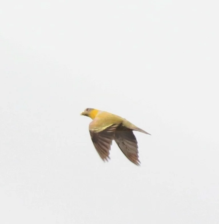黄脚绿鸠(Treron phoenicopterus)