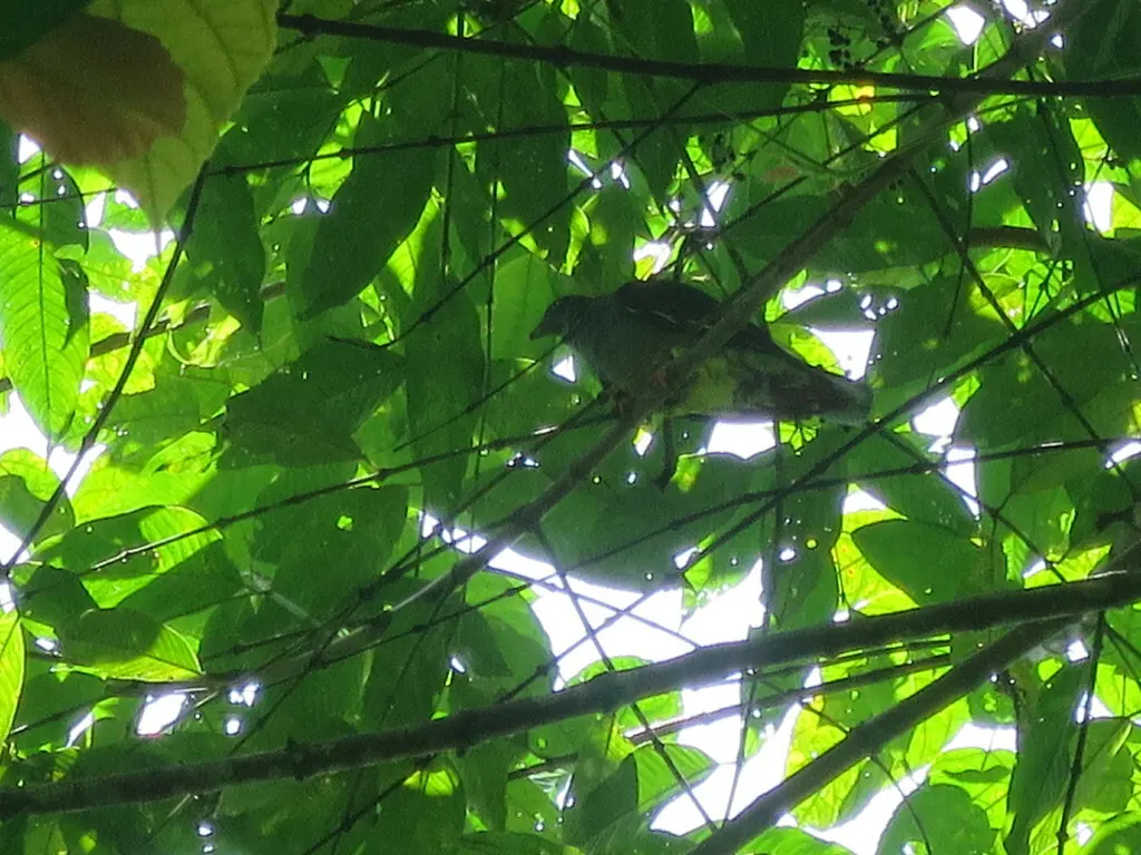 圣多美绿鸠(Treron sanctithomae)