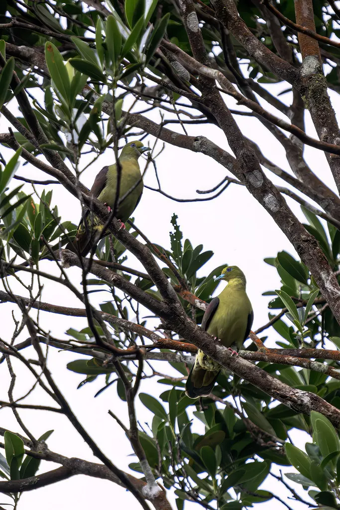 楔尾绿鸠(Treron sphenurus)