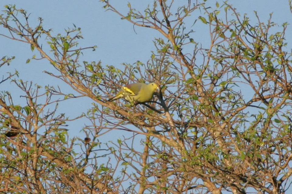 松巴绿鸠(Treron teysmannii)