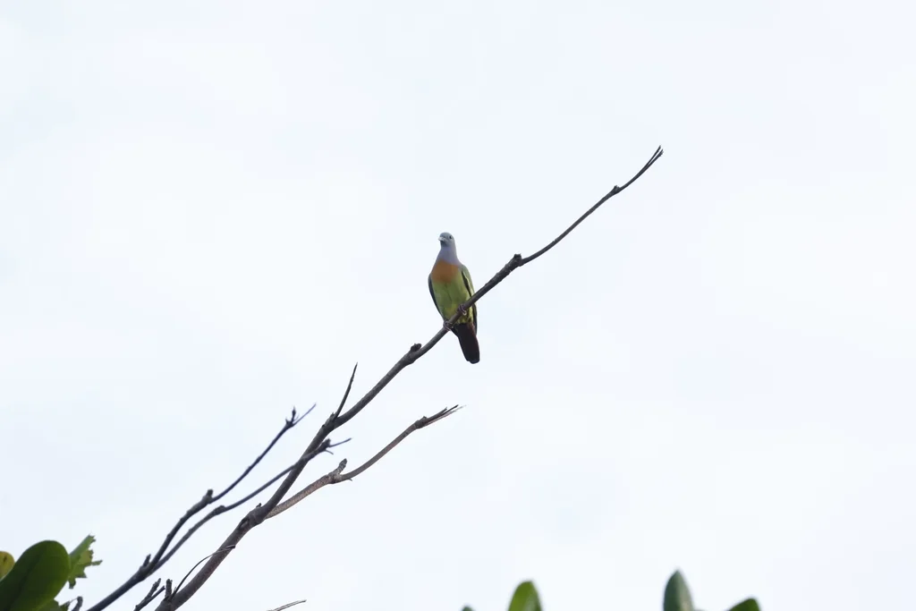 红颈绿鸠(Treron vernans)