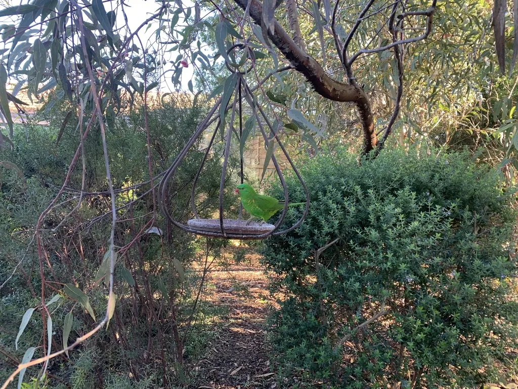 鳞胸鹦鹉(Trichoglossus chlorolepidotus)