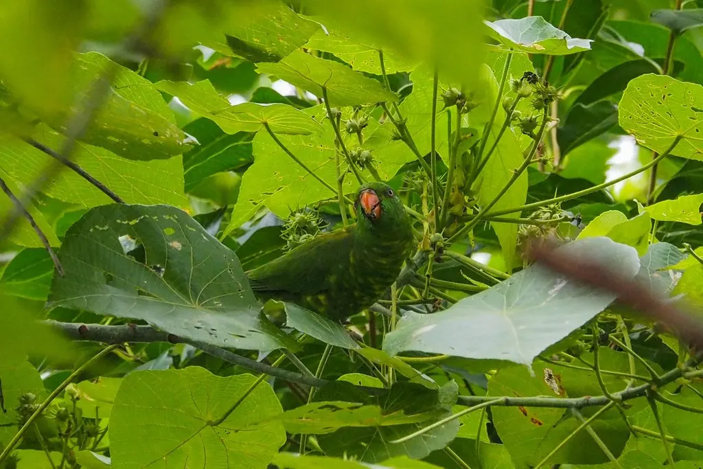 鳞胸鹦鹉(Trichoglossus chlorolepidotus)