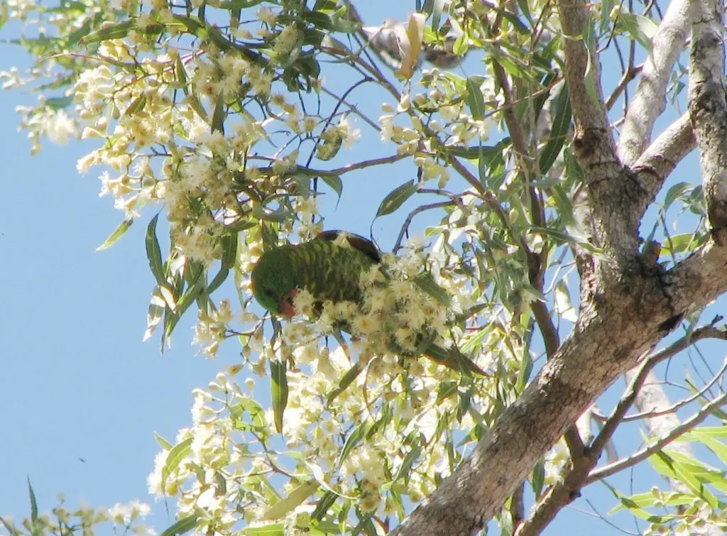 鳞胸鹦鹉(Trichoglossus chlorolepidotus)