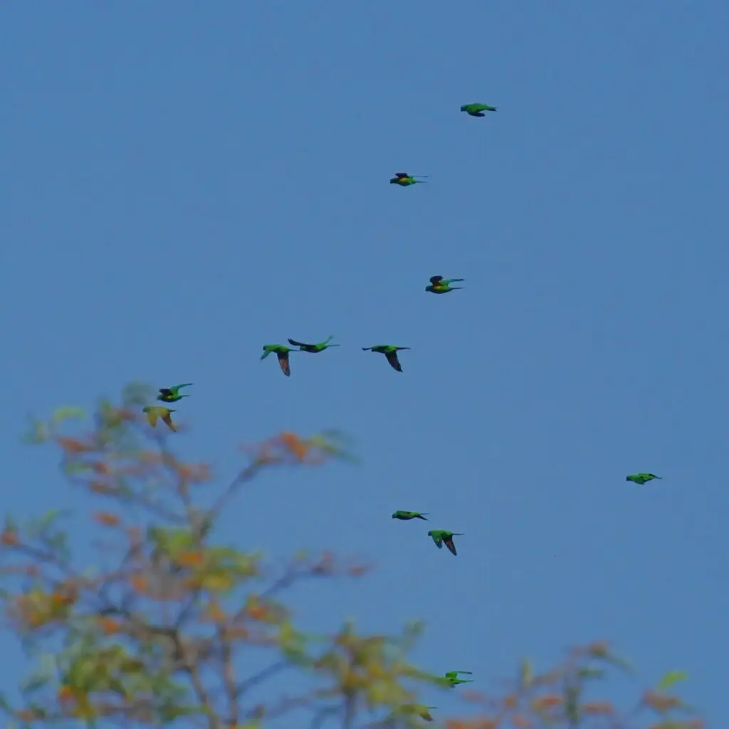 鳞胸鹦鹉(Trichoglossus chlorolepidotus)
