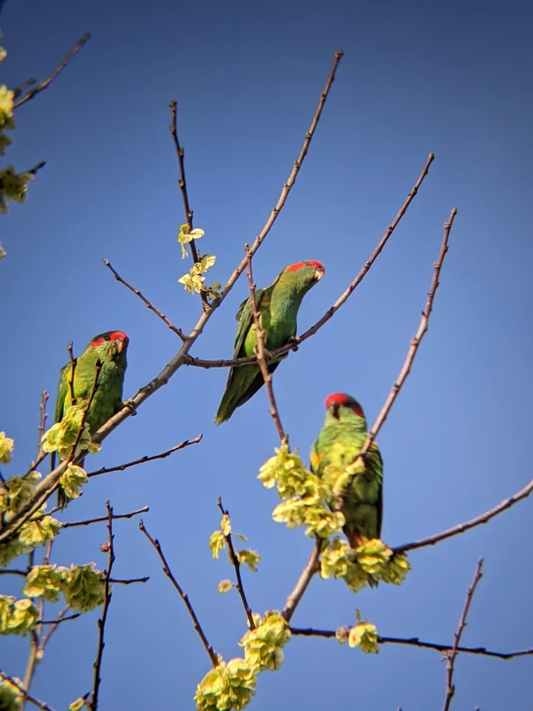 红耳绿鹦鹉(Trichoglossus concinnus)