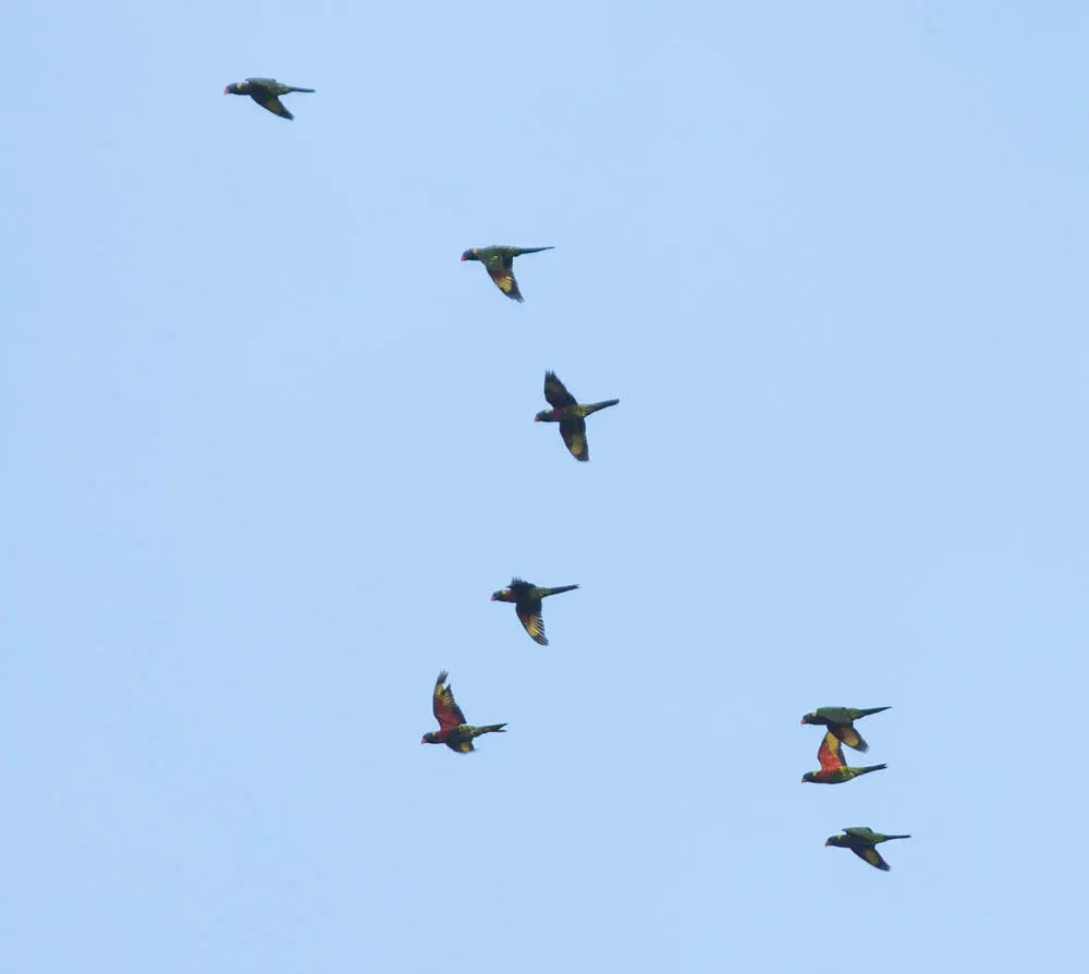 椰果鹦鹉（Trichoglossus haematodus）