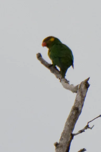 黄耳鹦鹉(Trichoglossus meyeri)