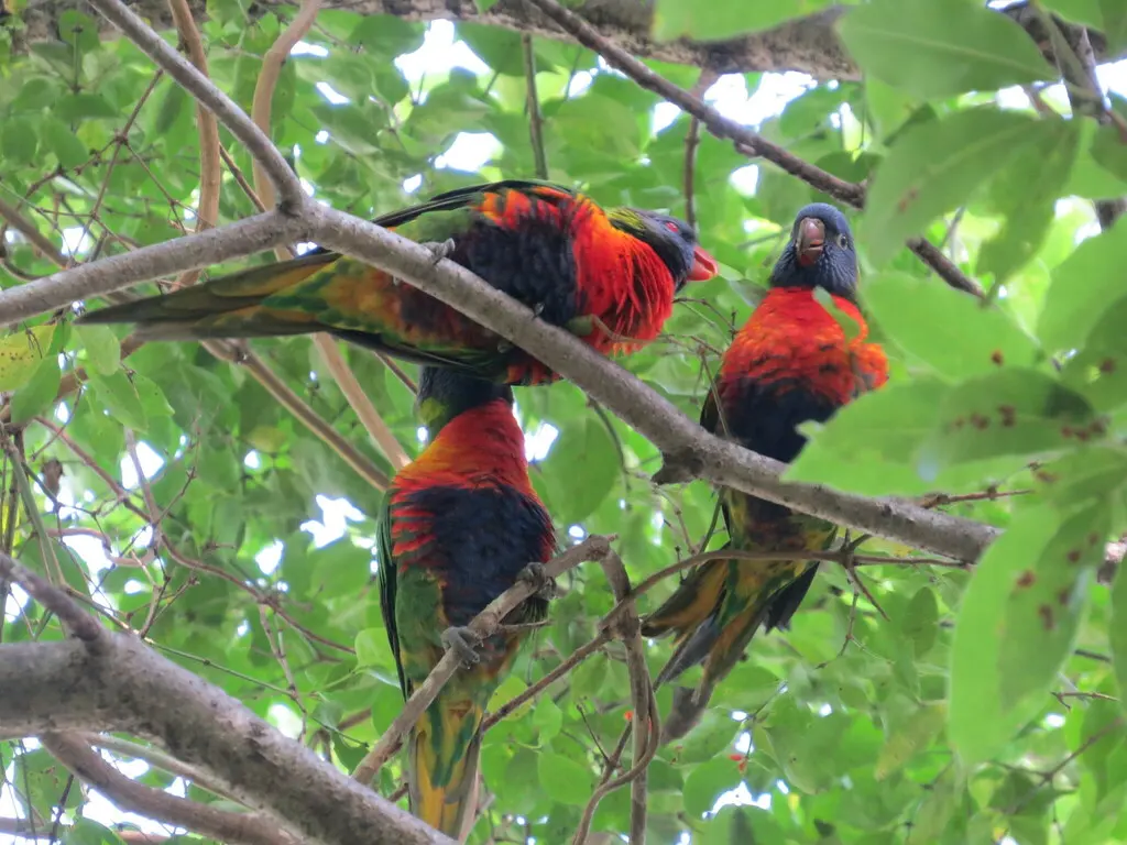 彩虹吸蜜鹦鹉(Trichoglossus moluccanus)