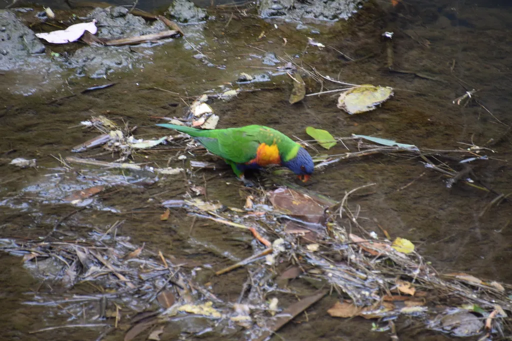 彩虹吸蜜鹦鹉(Trichoglossus moluccanus)