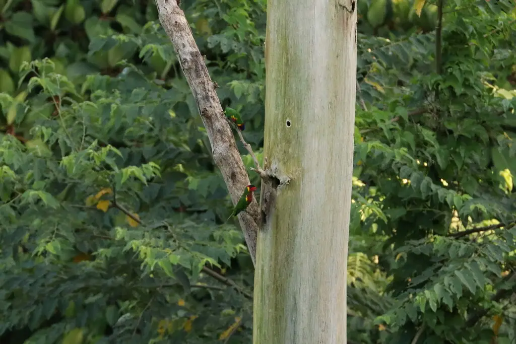 华丽鹦鹉(Trichoglossus ornatus)