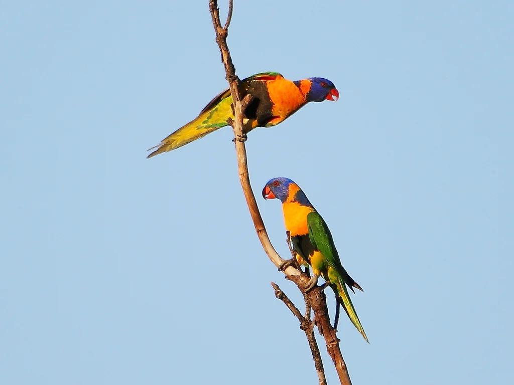 红领鹦鹉（Trichoglossus rubritorquis）