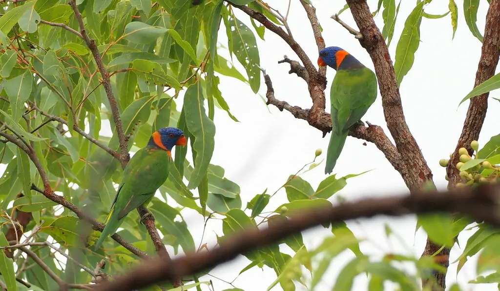 红领鹦鹉（Trichoglossus rubritorquis）
