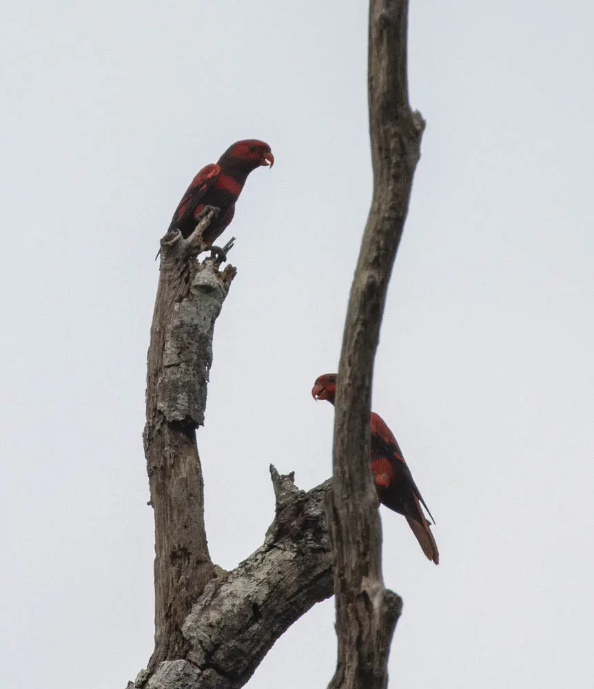 紫颈鹦鹉(Trichoglossus squamatus)
