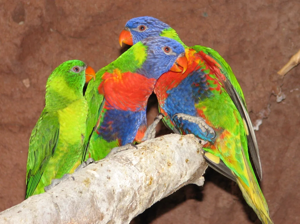 弗岛鹦鹉（Trichoglossus weberi）