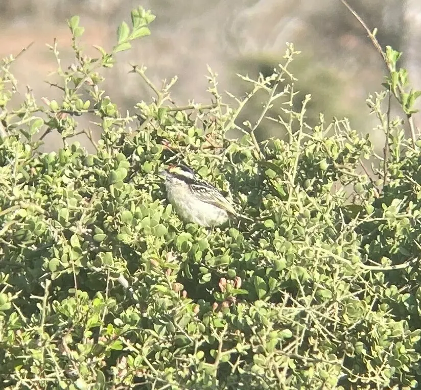 红额拟啄木鸟（Tricholaema diademata）