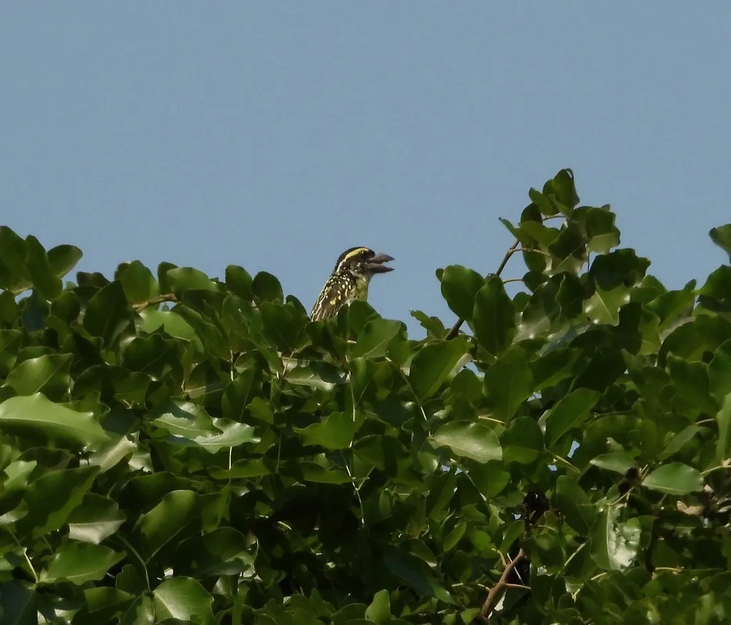 疏林拟啄木鸟(Tricholaema frontata)